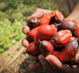 PALM NUT PRODUCE